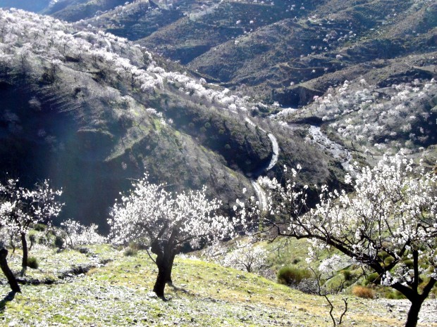 almond blossom nr Albondon (Alpujarra Granada) © Robert Bovington